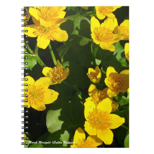 Spiral Bound Notitieboek 8x11 inch | Marsh Marigol (Voorkant)