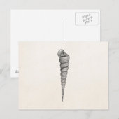  Spiral Seashell Antiek Shells Parchment Briefkaart (Voorkant / Achterkant)
