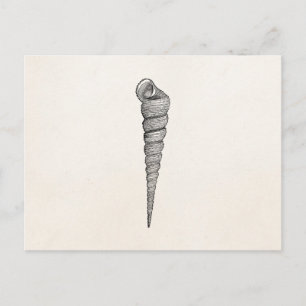  Spiral Seashell Antiek Shells Parchment Briefkaart