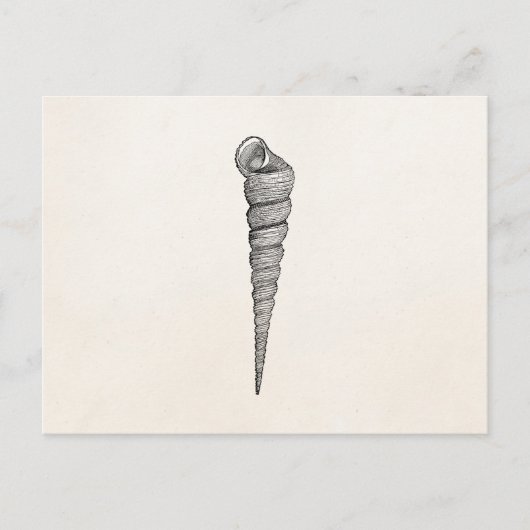  Spiral Seashell Antiek Shells Parchment Briefkaart (Voorkant)