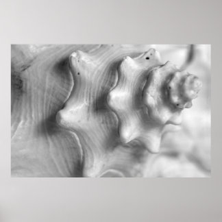 Spiraling Conch Poster
