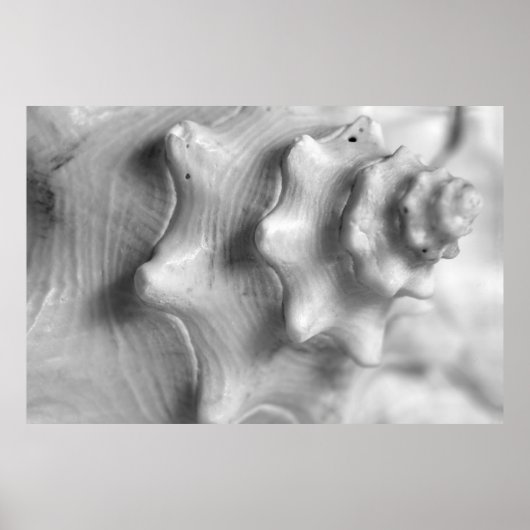 Spiraling Conch Poster (Voorkant)