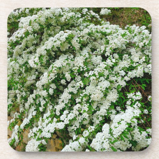Spirea Arguta Bier Onderzetter (Voorkant)