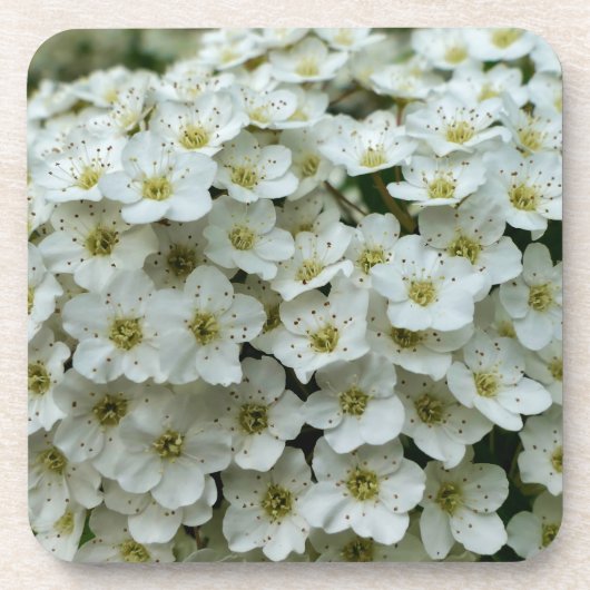 Spirea Arguta Bier Onderzetter (Voorkant)