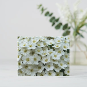 Spirea Arguta Briefkaart