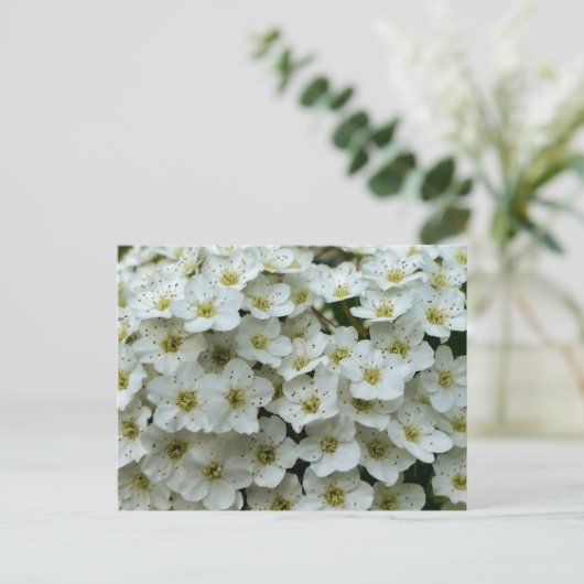 Spirea Arguta Briefkaart (Staand voorkant)