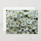 Spirea Arguta Briefkaart (Voorkant / Achterkant)