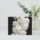Spirea Arguta-Briefkaart Briefkaart (Staand voorkant)