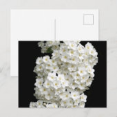 Spirea Arguta-Briefkaart Briefkaart (Voorkant / Achterkant)
