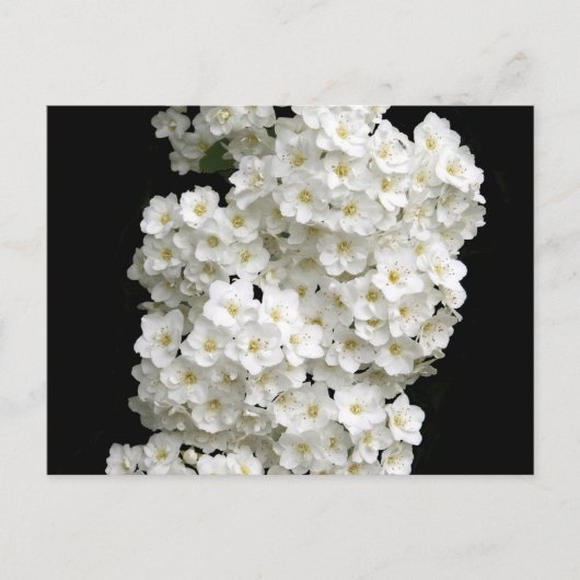 Spirea Arguta-Briefkaart Briefkaart (Voorkant)