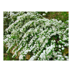 Spirea Arguta Foto Afdruk