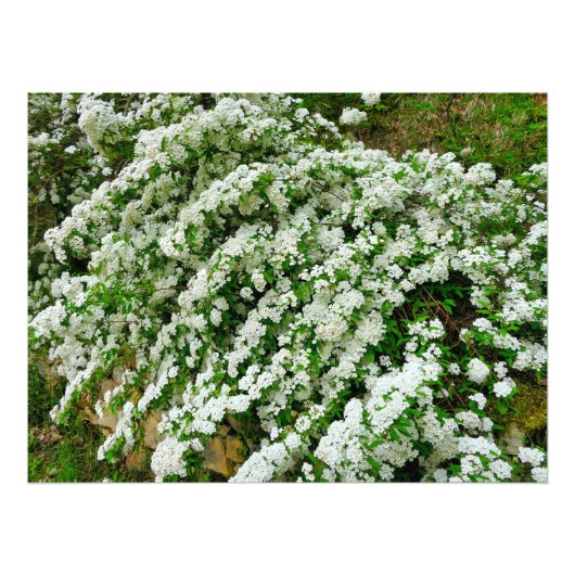 Spirea Arguta Foto Afdruk (Voorkant)