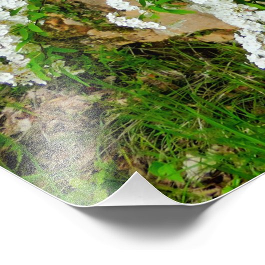 Spirea Arguta Foto Afdruk (Hoek)