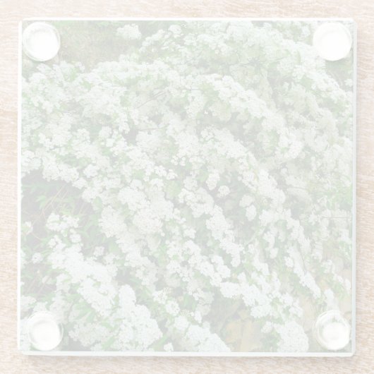 Spirea Arguta Glazen Onderzetter (Achterkant)