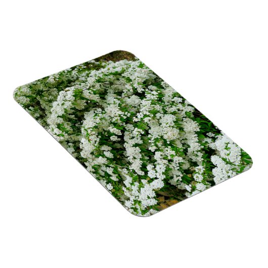 Spirea Arguta Magneet (Rechterzijde)