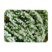 Spirea Arguta Magneet (Horizontaal)