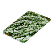 Spirea Arguta Magneet (Linkerzijde)