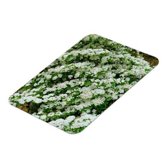 Spirea Arguta Magneet (Linkerzijde)