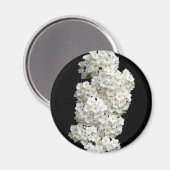 Spirea Arguta Magnet (Voorkant / Achterkant)