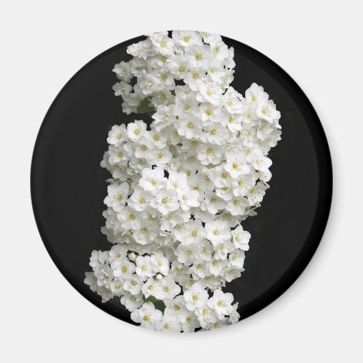 Spirea Arguta Magnet (Voorkant)