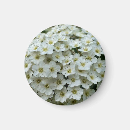 Spirea Arguta Magnet (Voorkant)