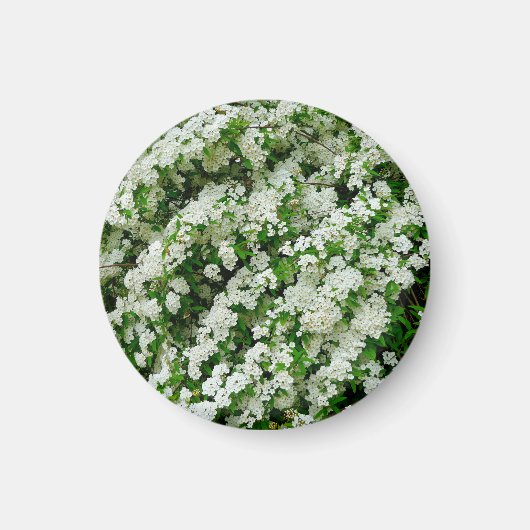 Spirea Arguta Magnet (Voorkant)