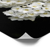 Spirea Arguta Poster (Hoek)