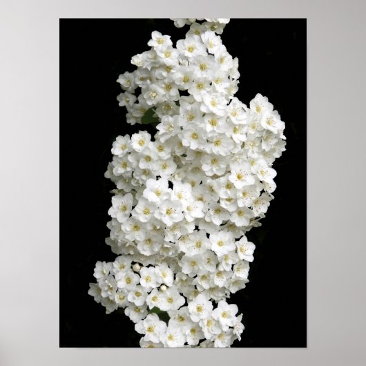 Spirea Arguta Poster (Voorkant)