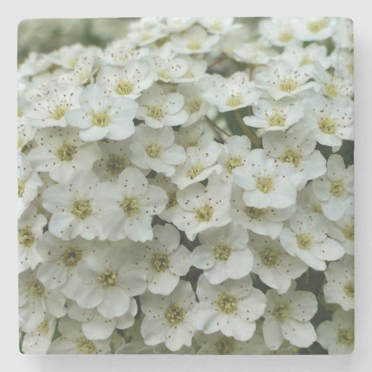 Spirea Arguta Stenen Onderzetter (Voorkant)