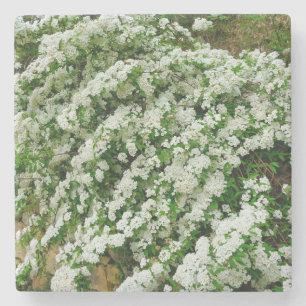 Spirea Arguta Stenen Onderzetter