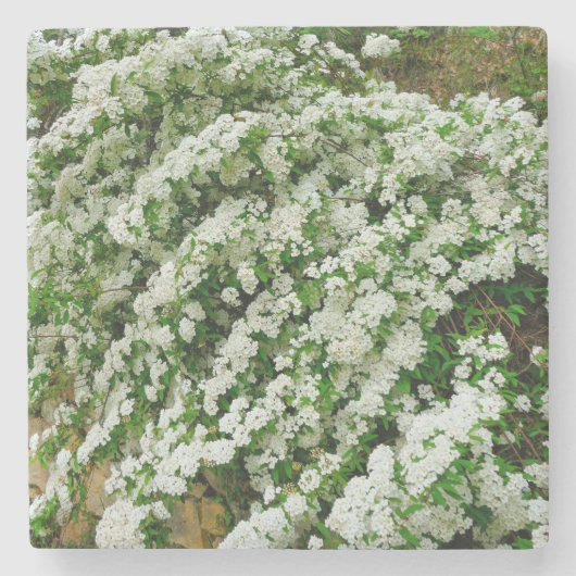 Spirea Arguta Stenen Onderzetter (Voorkant)