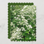 Spirea Bloem Bloeiende Heester/struik Kaart (Voorkant / Achterkant)