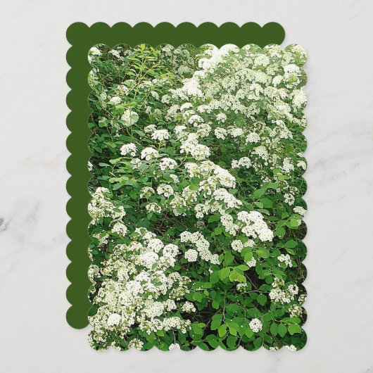 Spirea Bloem Bloeiende Heester/struik Kaart (Voorkant / Achterkant)