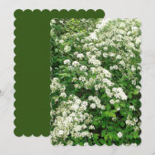 Spirea Bloemige Bloemstruik/struik Kaart (Voorkant / Achterkant)