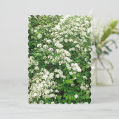 Spirea Bloemige Bloemstruik/struik Kaart (Staand voorkant)