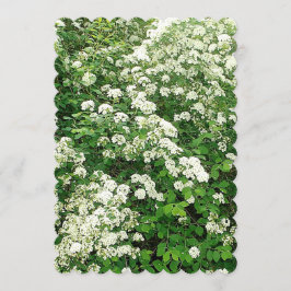 Spirea bloemstruik/struik kaart