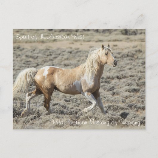 Spirit of the American West - Briefkaart (Voorkant)