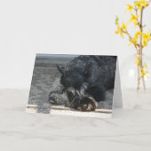 "Spirit" Standaard Schnauzer Foto Wenskaart Kaart (Gele Bloem)