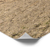 Spirited Sorrel Horse Bucking by a Barn Poster (Hoek)