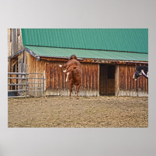 Spirited Sorrel Horse Bucking by a Barn Poster (Voorkant)