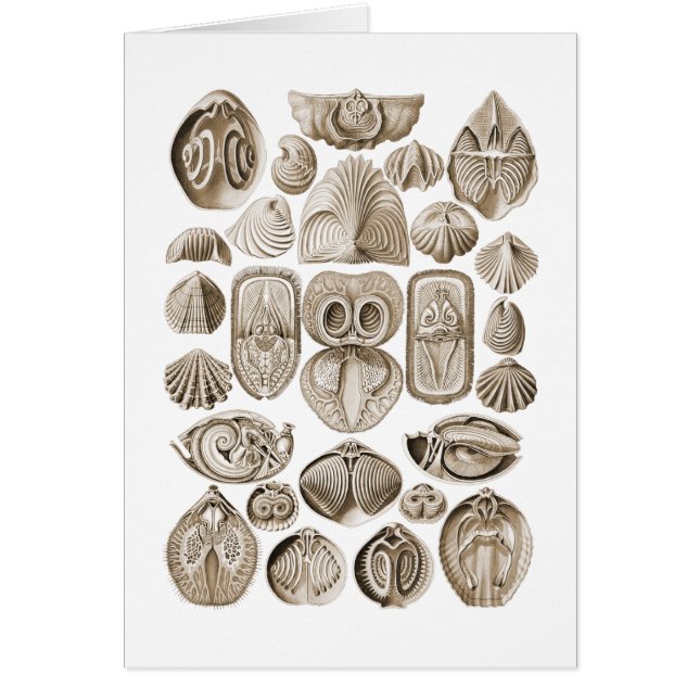 Spirobranchia (Voorkant)