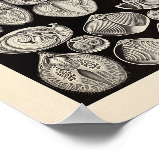  spirobranchia Ernst Haeckel Art Print (Hoek)