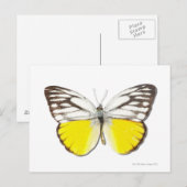 Spitssnuitsnavelhaai Briefkaart (Voorkant / Achterkant)