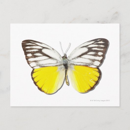 Spitssnuitsnavelhaai Briefkaart (Voorkant)