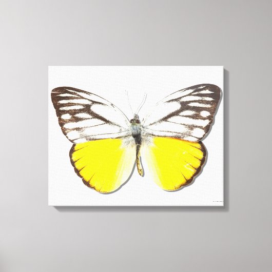 Spitssnuitsnavelhaai Canvas Afdruk (Voorkant)