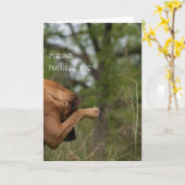 Spitssnuitsnavelhaai Kaart (Gele Bloem)