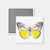 Spitssnuitsnavelhaai Magneet (Voorkant / Achterkant)