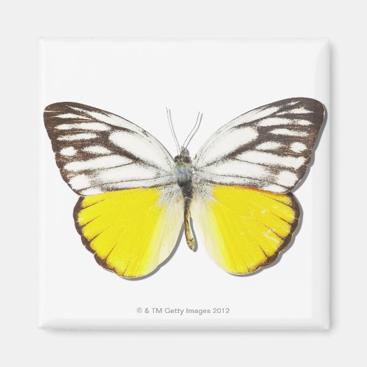 Spitssnuitsnavelhaai Magneet (Voorkant)