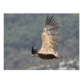 Spitsspees Foto Afdruk (Voorkant)