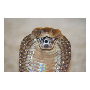 Spitting Cobra Portrait Foto Afdruk